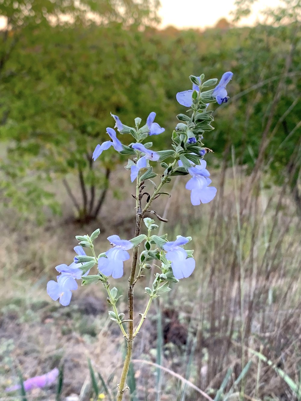 You can’t get much more exotic or beautiful than  Giant Blue Sage  ( Salvia azurea ). 