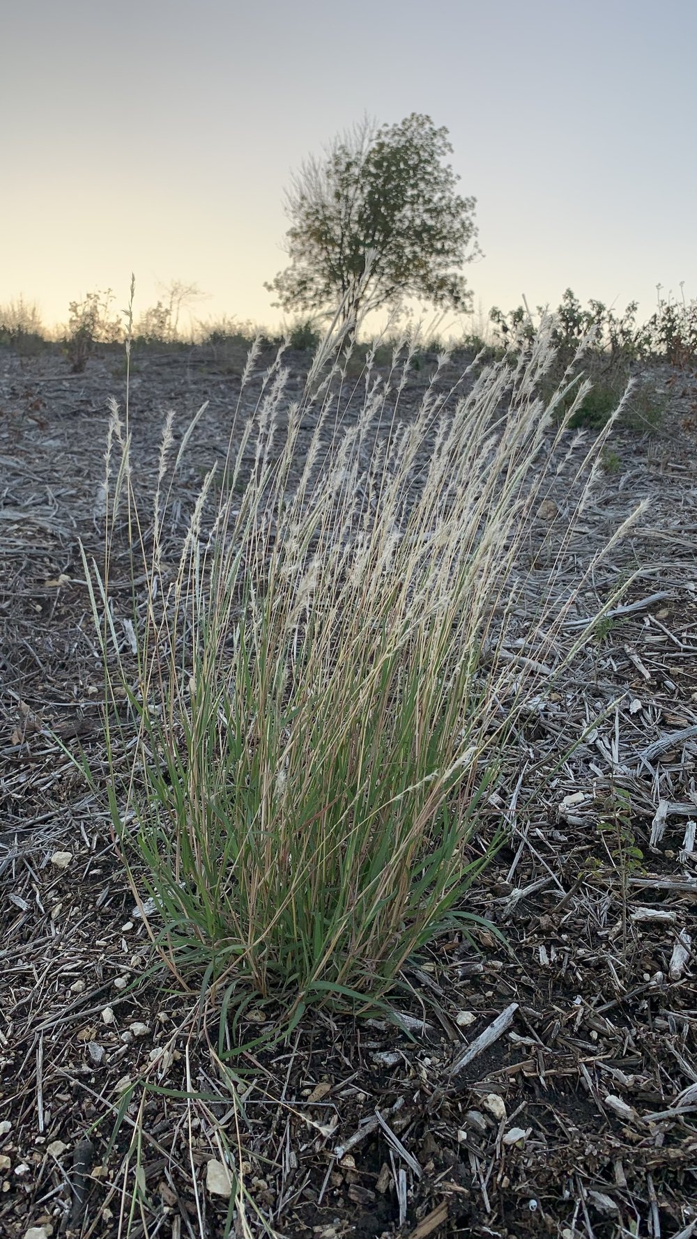  A few specimens of  Silver Bluestem  ( Bothriochloa torreyana ) have appeared on recently mulched areas. It’s a fall fave. 