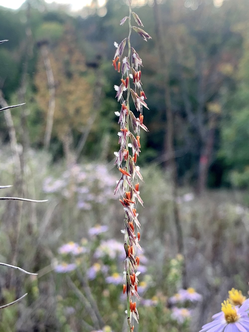  My favorite prairie grass:  Sideoats Grama  ( Bouteloua curtipendula ) 