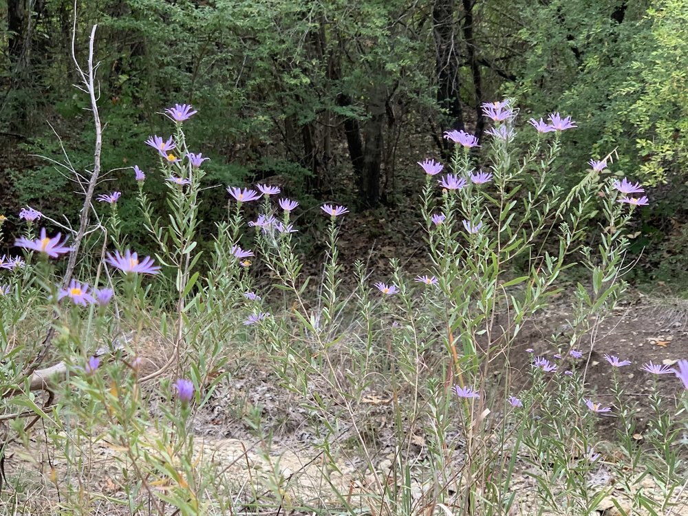   Aromatic Asters  ( Symphyotrichum oblongifolium ) are having a great year at Tandy Hills. 