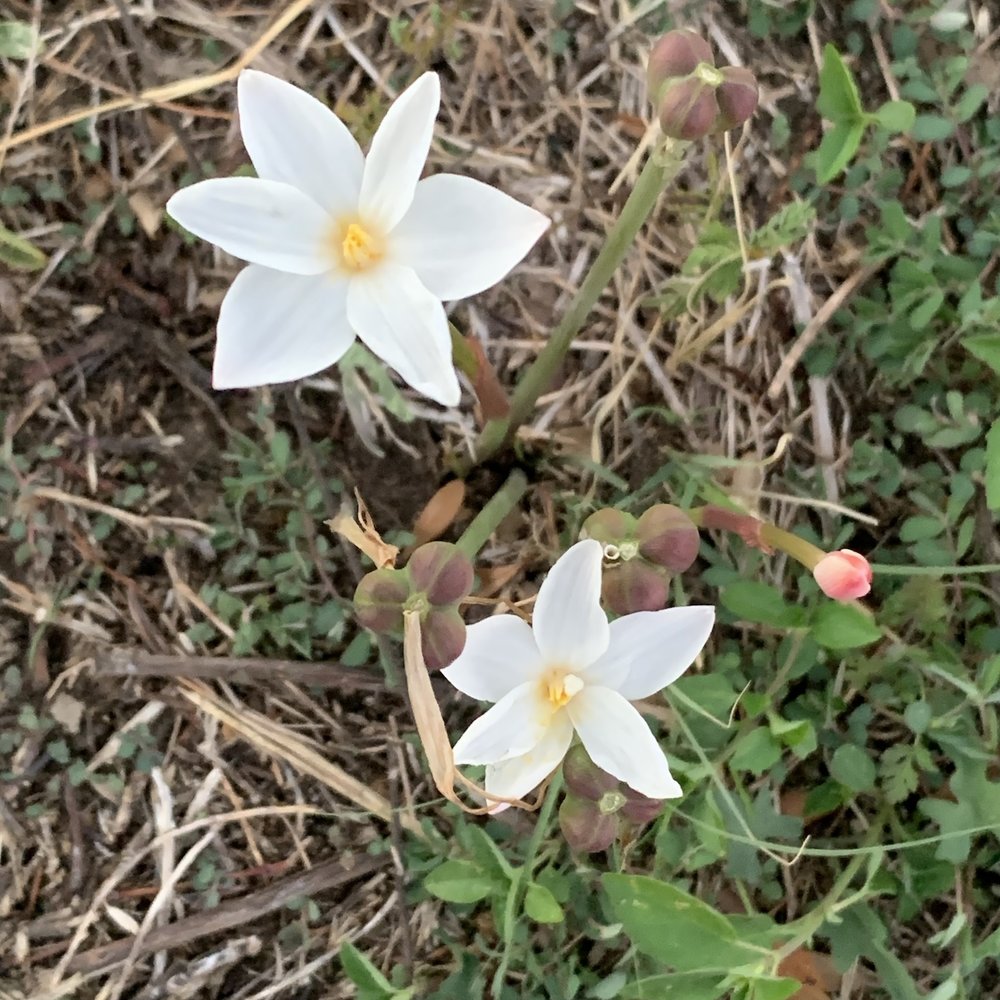   Brazos Rain-Lily  ( Zephyranthes chlorosolen ) 