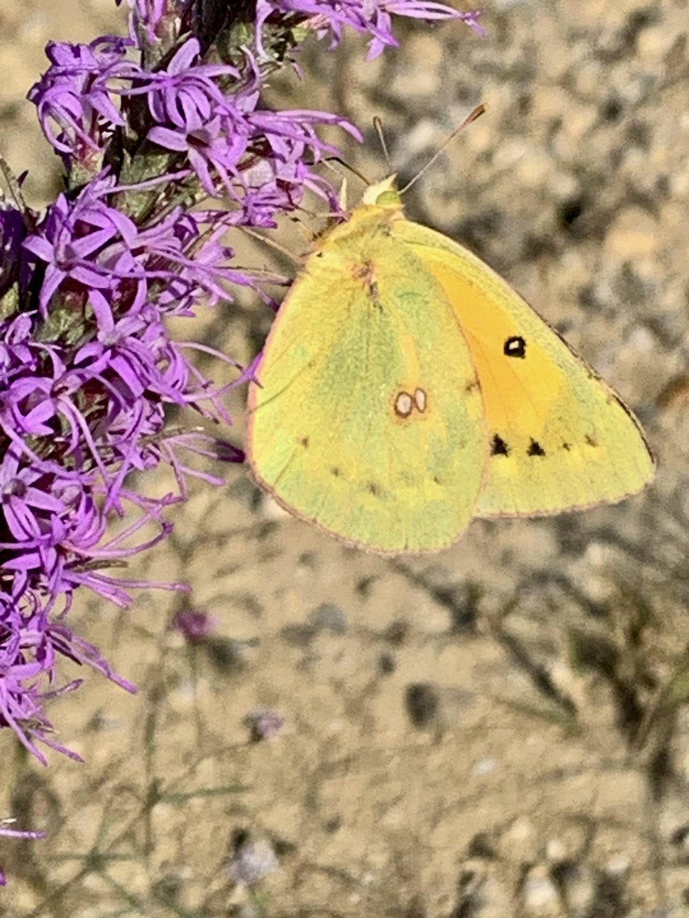   Orange Sulphur Butterflies  ( Colias eurytheme ) are one of many species that are drawn to  Dotted Gayfeather . 