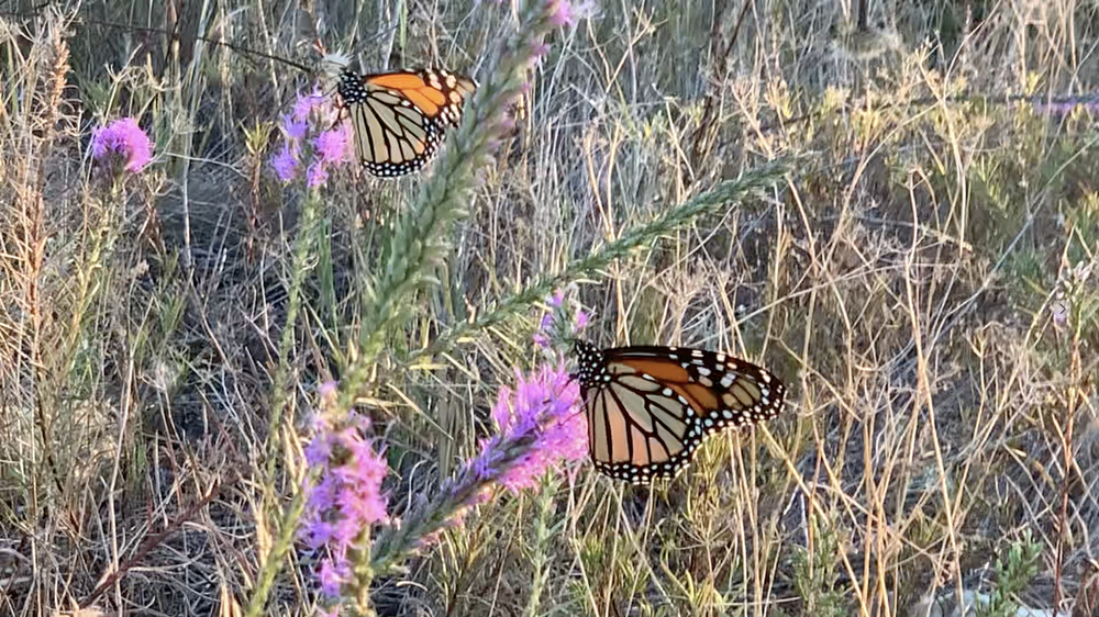   Monarch Butterflies  ( Danaus plexippus ) 