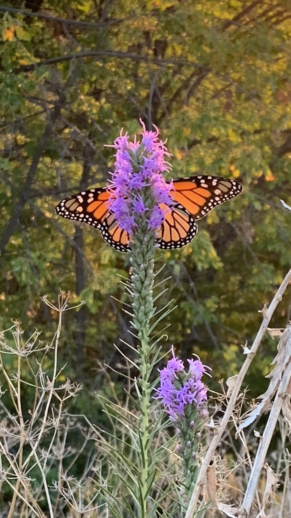   Who says orange and purple don’t go together??? MonarchButterfly  ( Danaus plexippus ) and  Dotted Gayfeather  make a striking pair. 
