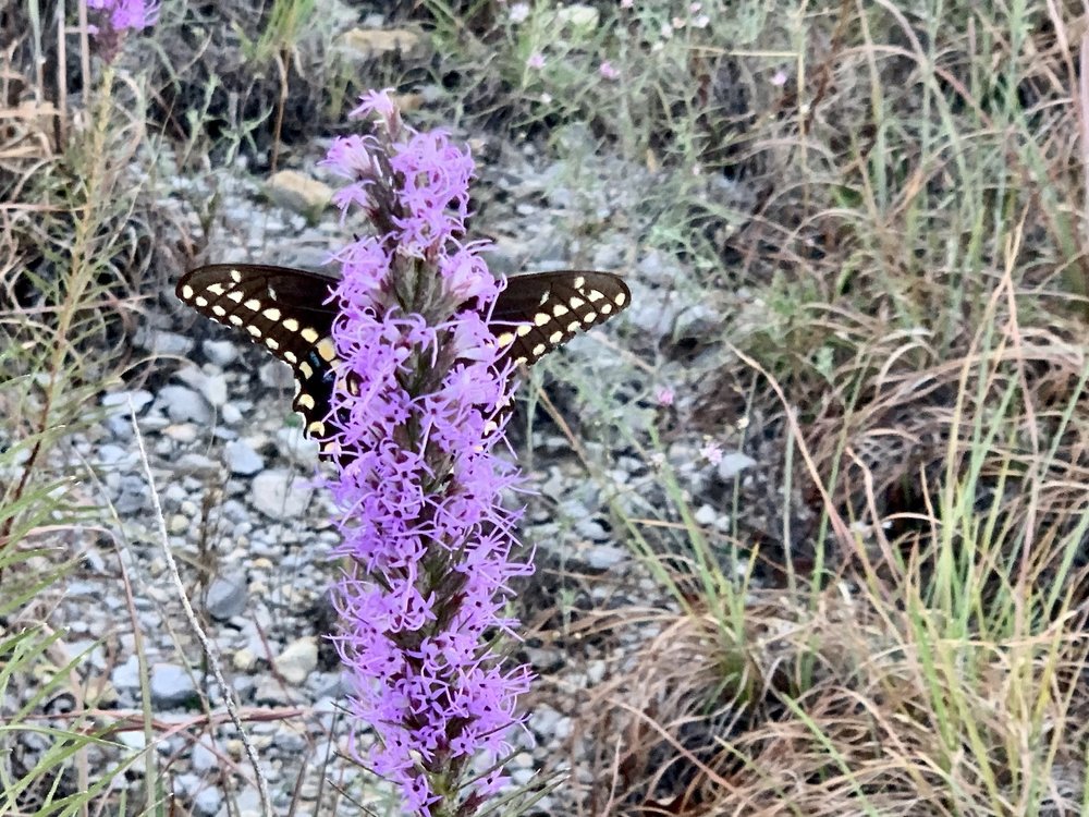   Black Swallowtail Butterfly  