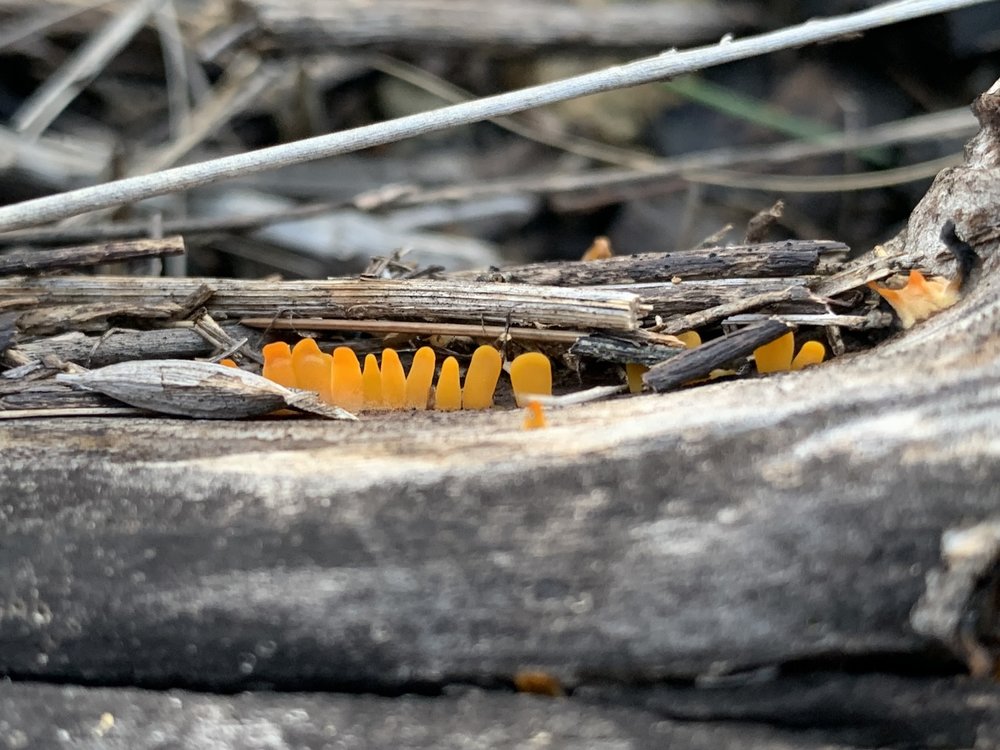   Fan-shaped Jelly Fungus  ( Dacrymyces spathularia ). Photo by Don Young 