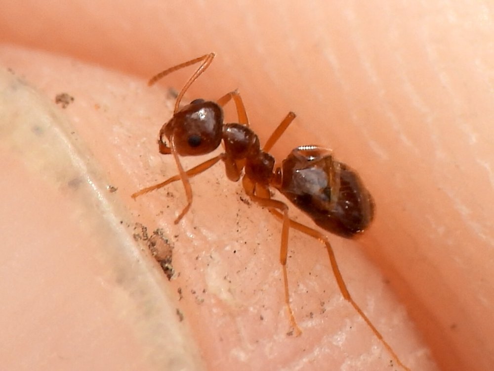  American Winter Ant  ( Prenolepis imparis )  Photo by  Sam Kieschnick  
