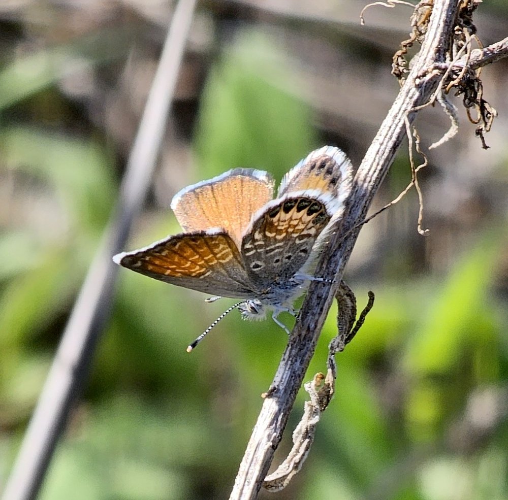   Western Pygmy-Blue  ( Brephidium exilis ). Photo by,  karen762 . At 1/2’ long, this is the smallest butterfly in N. America 