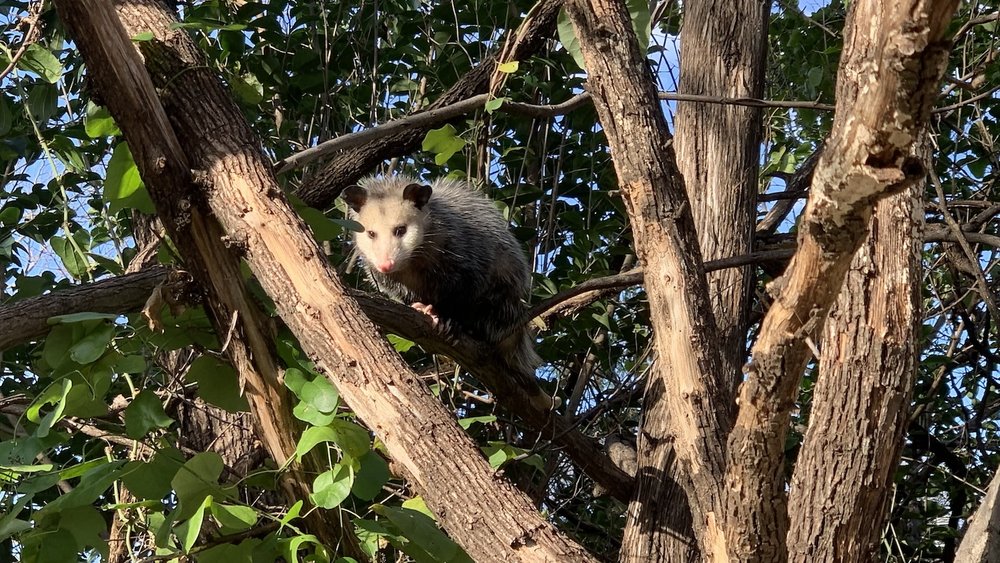  An Opossum caught up a tree in late December, 2022, waiting for me to go away. 