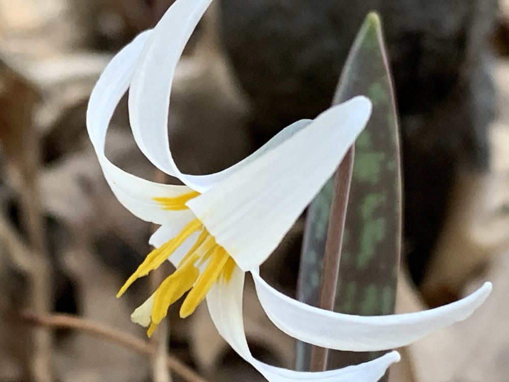   Trout Lilies  (   Erythronium albidum   )   