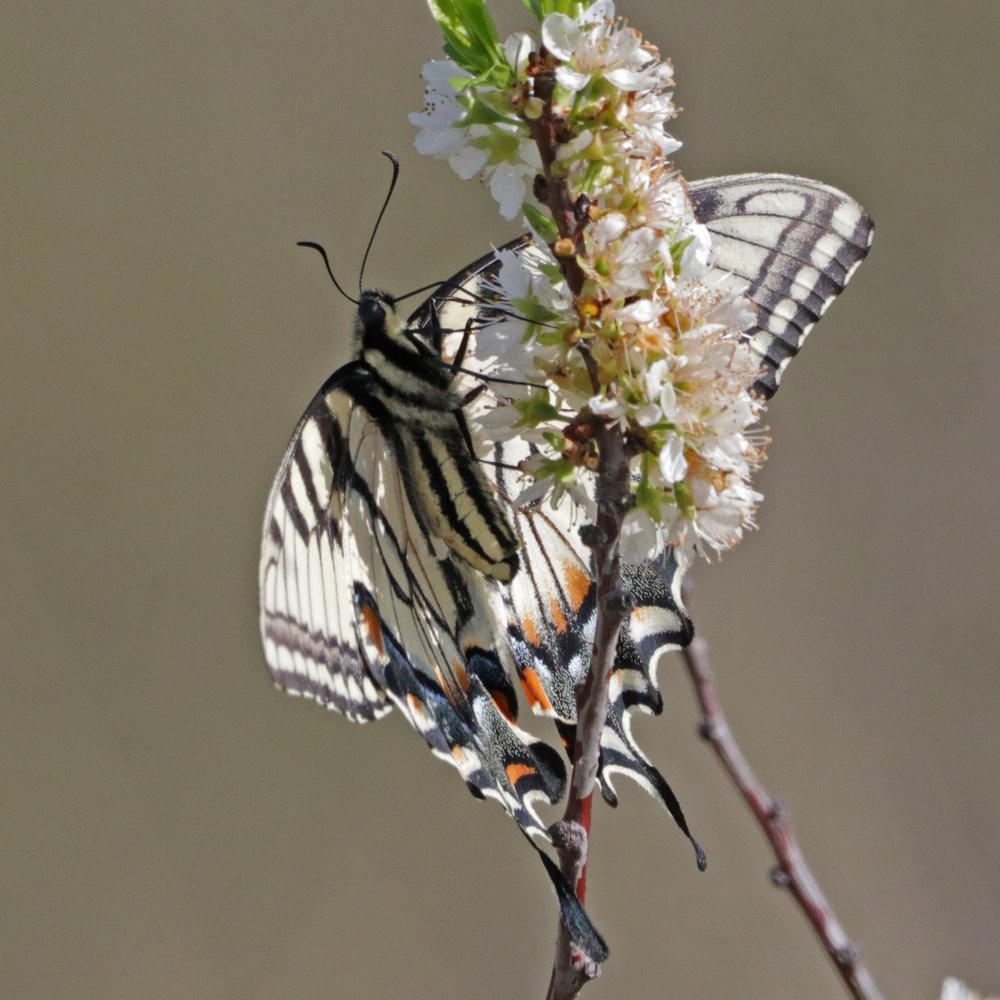   Eastern Tiger Swallowtail  ( Papilio glaucous ) feeding on fresh  Creek Plum . Note the unusual underwing coloring. (Photo by,  Greg Hughes ) 