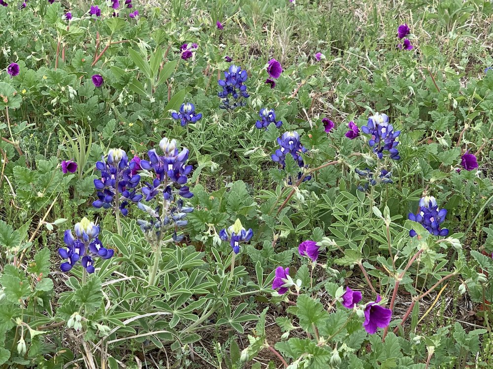   Texas Stork’s Bill  and  Bluebonnets , on Broadcast Hill. 