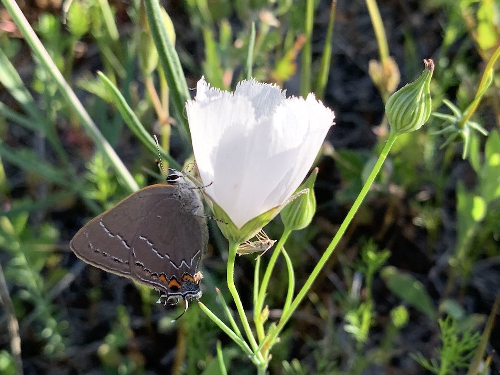   Oak Hairstreak Butterfly  ( Satyrium favonius ) was a new species in May. 