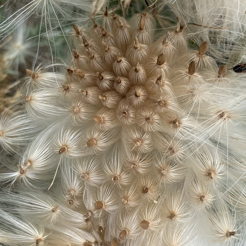   Wavyleaf Thistle  releasing its seeds is a marvelous thing. 