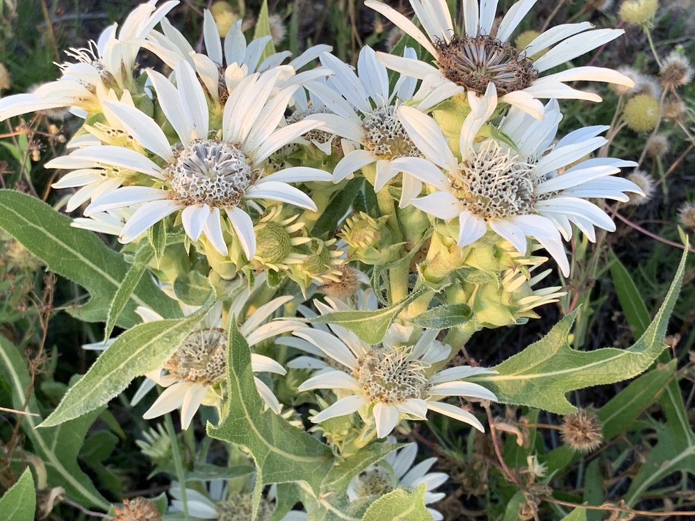  An especially robust flowering of  White Rosined  ( Silphium albiflorum ) 