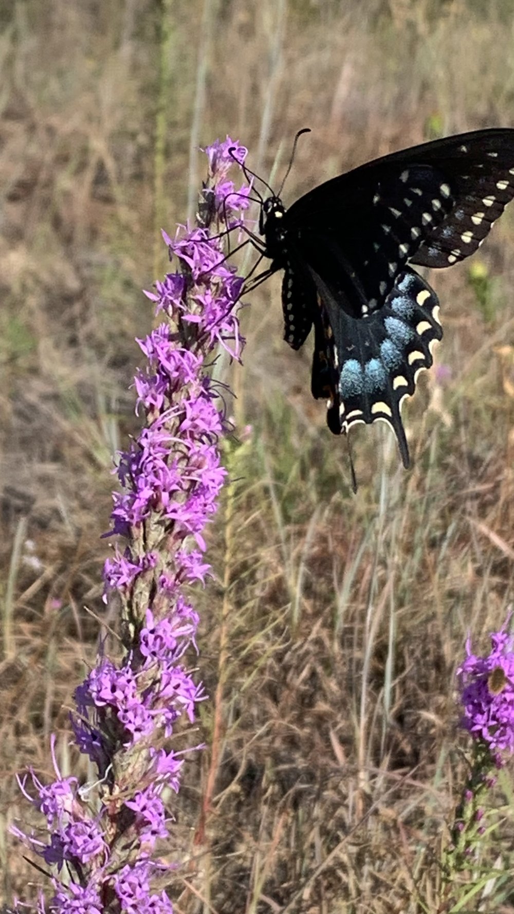   Black Swallowtail  ( Papilio polyxenes ) 