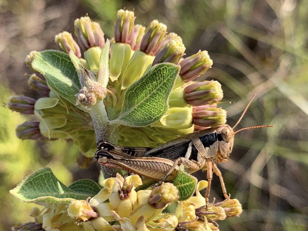   North American Spur-throated Grasshopper . 