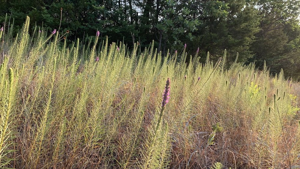   Summer Gayfeather  ( Liatris aestivalis ) helped a lot of insects survive the summer of 2023. 