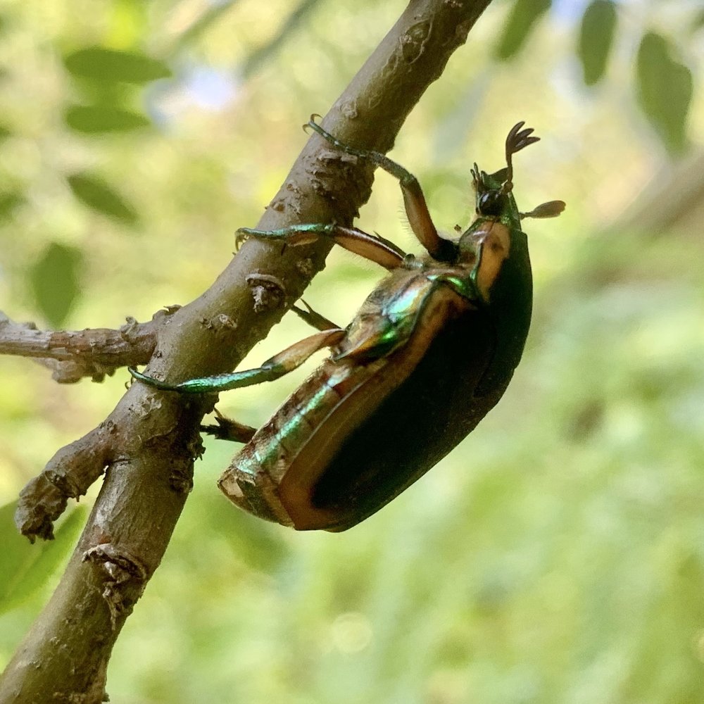   Common Green June Beetle  ( Cotinis nitada ) 
