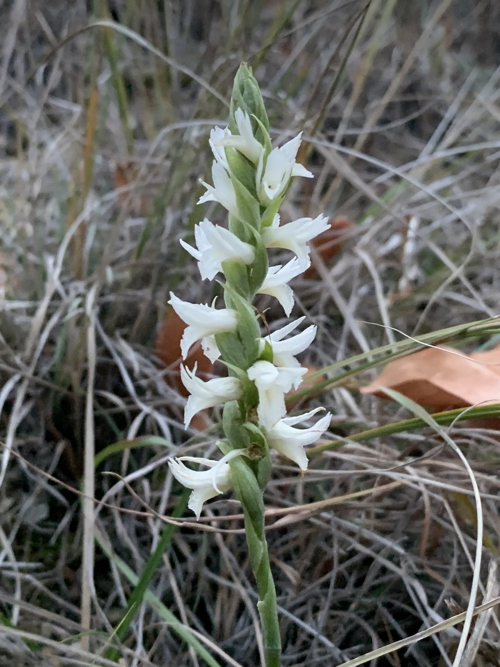   Great Plains Ladies Tresses Orchid  ( Spiranthes magnicamporum ) 