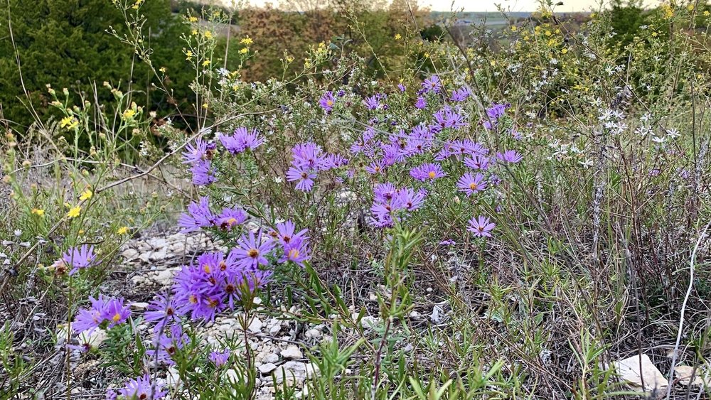   Aromatic Aster  ( Symphyotrichum oblongifolium)  paired with  Prairie Broomweed  and  Drummond’s Aster  ( Symphyotrichum drummondii).  