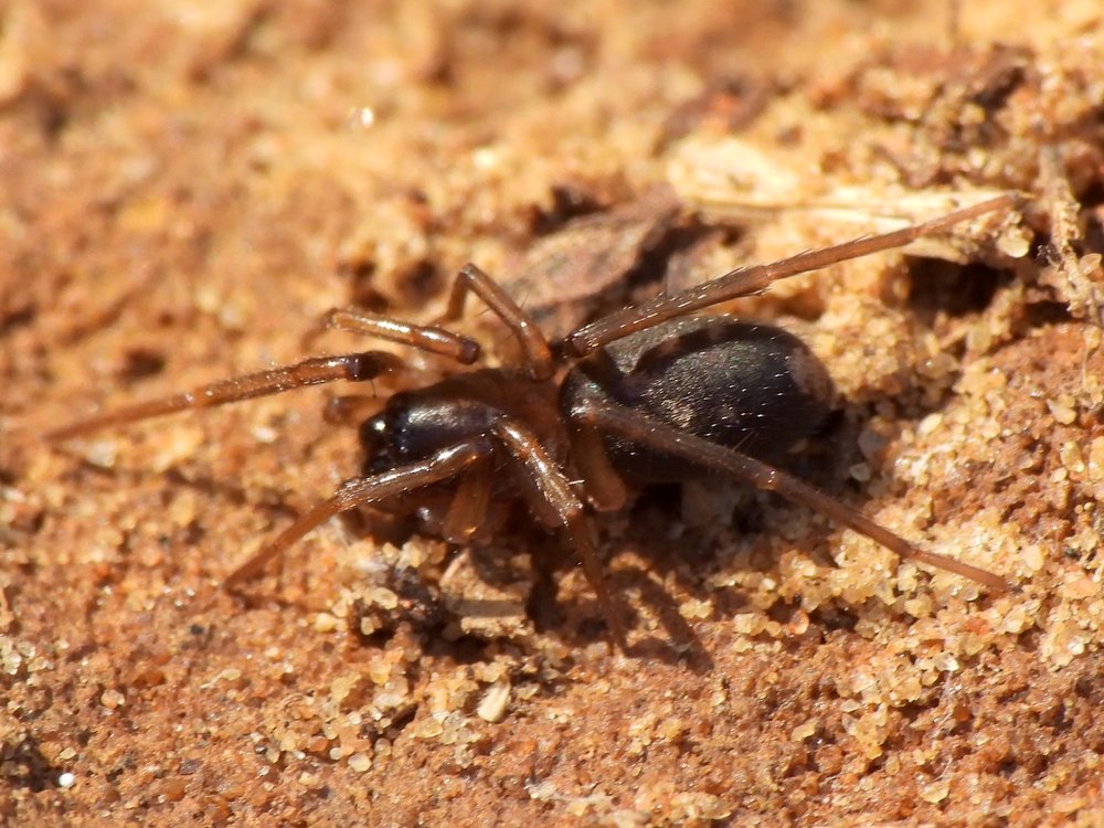   Ground Spider  ( Falconina gracilis ) 