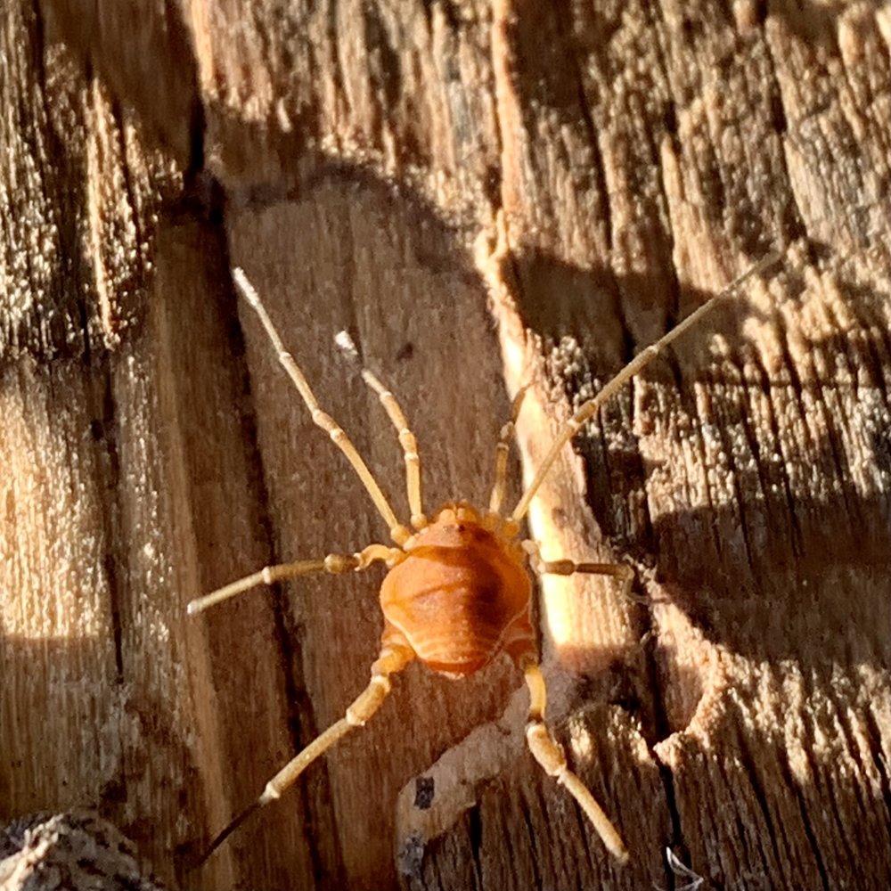   Harvestmen Spider  ( Libitioides sayi ) 