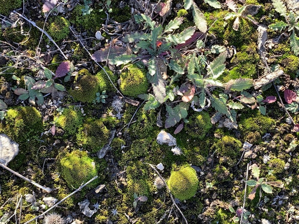  The Tandy Hills prairies are covered in patches of fluorescent green moss. 