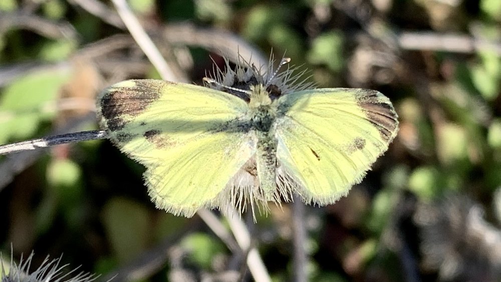  A  Dainty Sulphur Butterfly  that had gotten stuck (velcro-ed) to an Indian Blanket seed head and perished. 