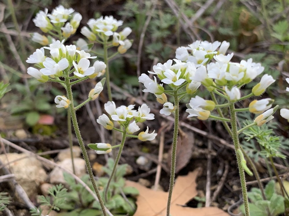  Trout Lilies are not the only "harbingers of spring.",  Wedgeleaf Draba  ( Tomostima cuneifolia ), is another native, prairie wildflower that is just now starting to bloom. It's easy to overlook in the prairie grasses, being only a couple of inches 