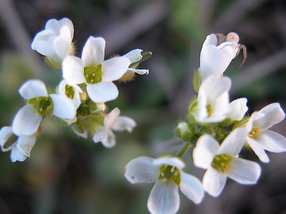   Wedgeleaf Draba  ( Tomostima cuneifolia ) 