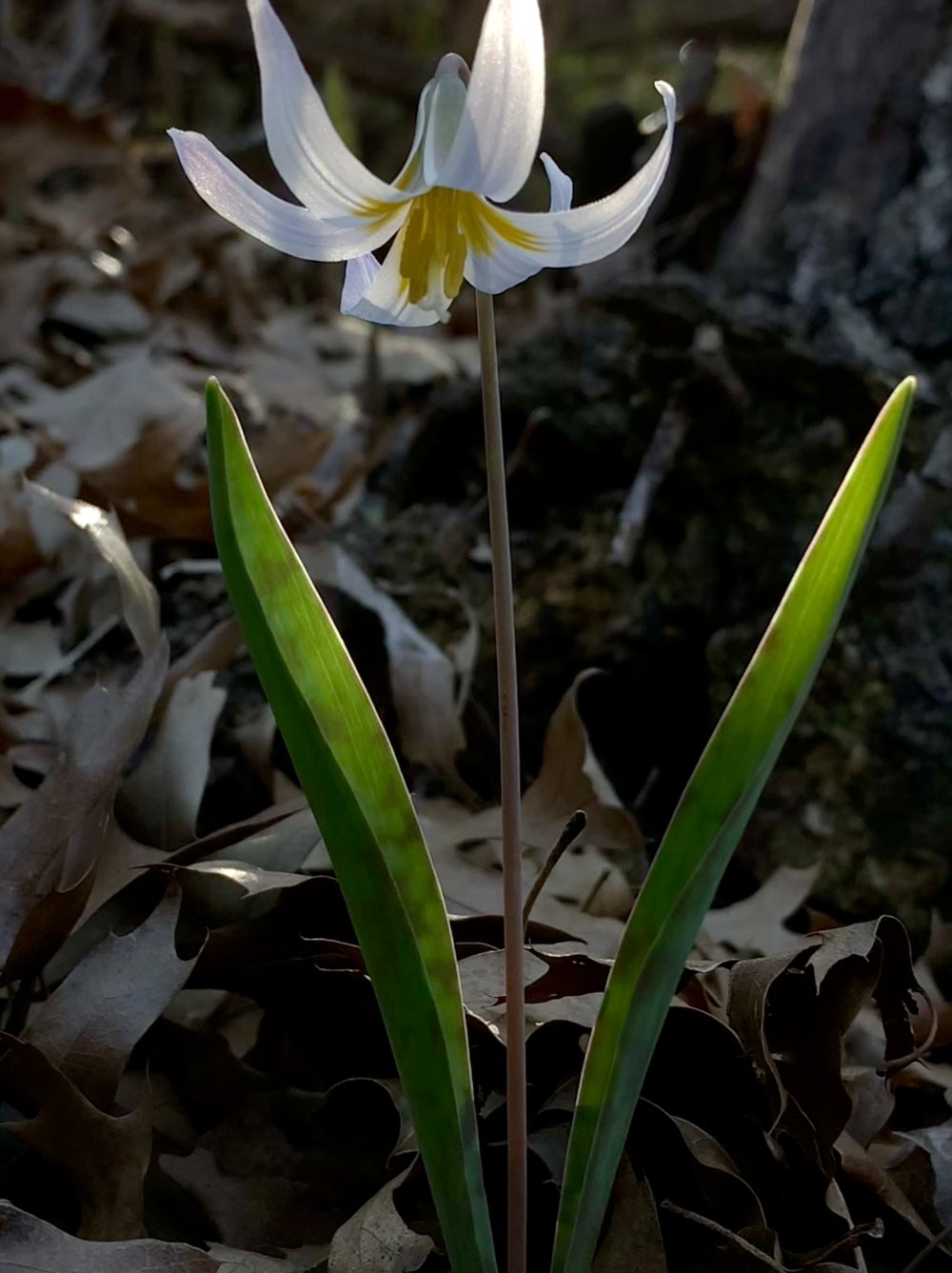  The tiny Trout Lily is an uncommonly beautiful thing. 