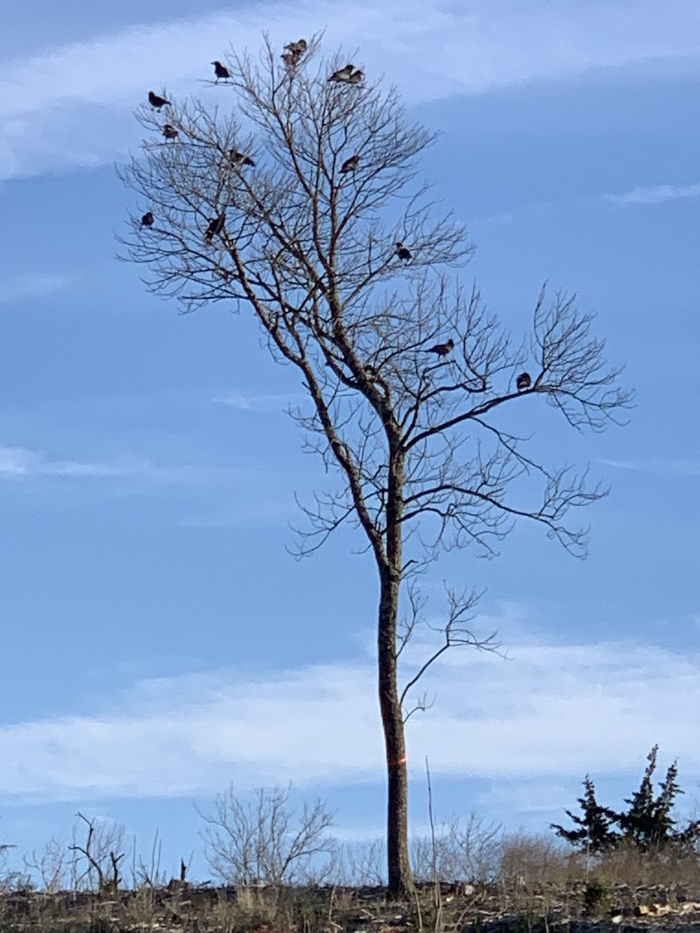  There were also close to 100 Crows gathering in the trees on Feb. 20. 