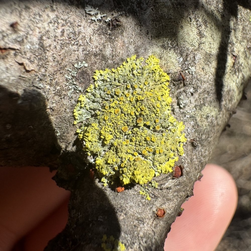   Fringed Candleflame Lichen  ( Candelaria fibrosa ), by algraff 