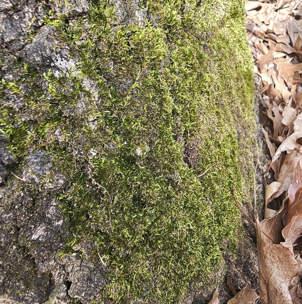   Seductive Entodon Moss  ( Entodon seductrix ) by tzonk 
