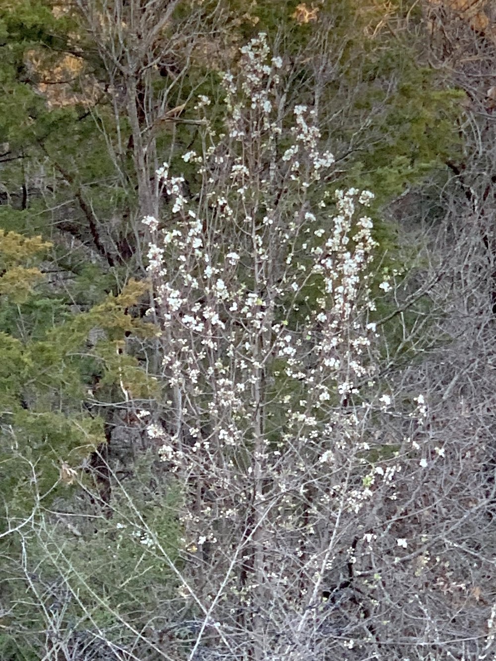  A  Plum  tree blooming a bit early on Feb. 24th. 