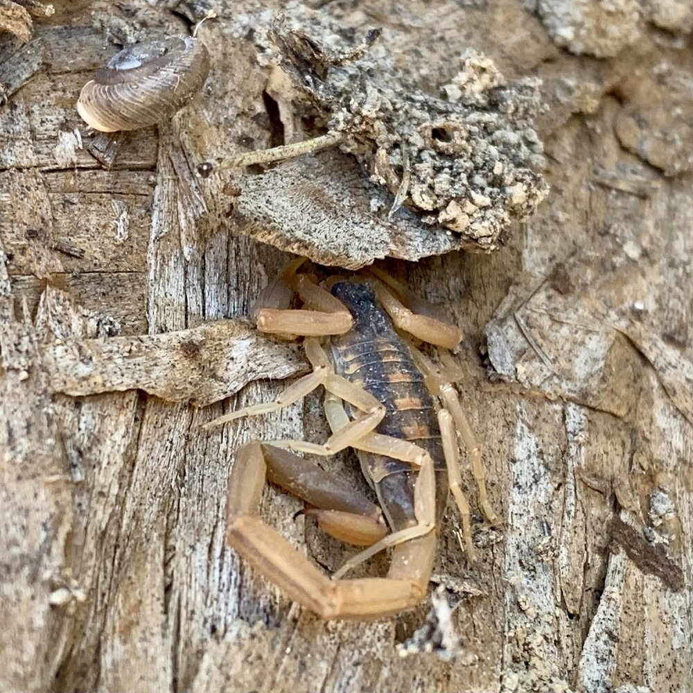  I found a  Striped Bark Scorpio n ( Centruroides  vittatus) under an old board. 