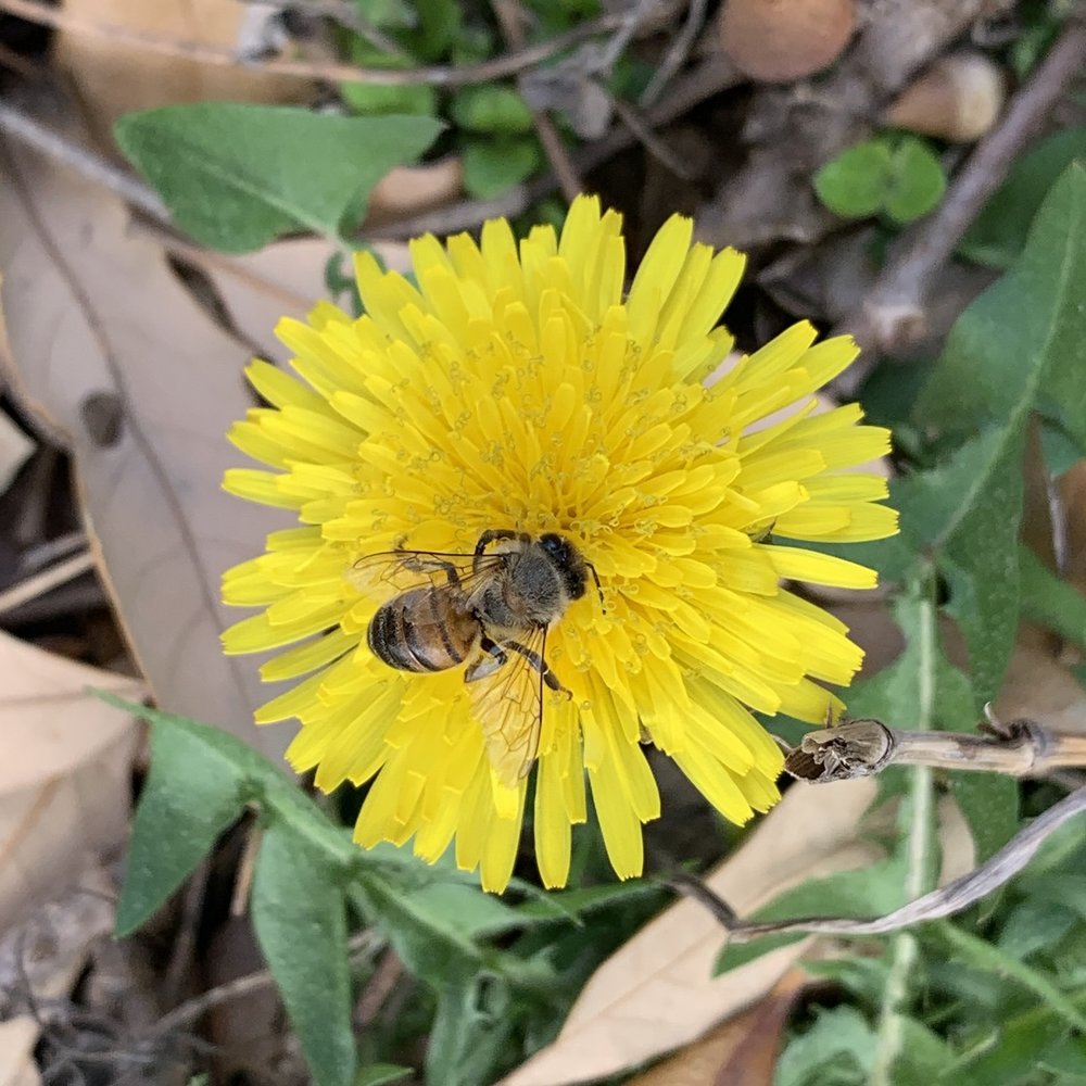   Common Dandelions  are a critical early food source for Bees. 