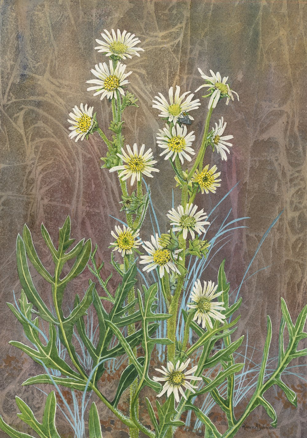   Standing Tall: White Rosinweed : watercolor- copyright 2023, by  Karen A. Johnson  