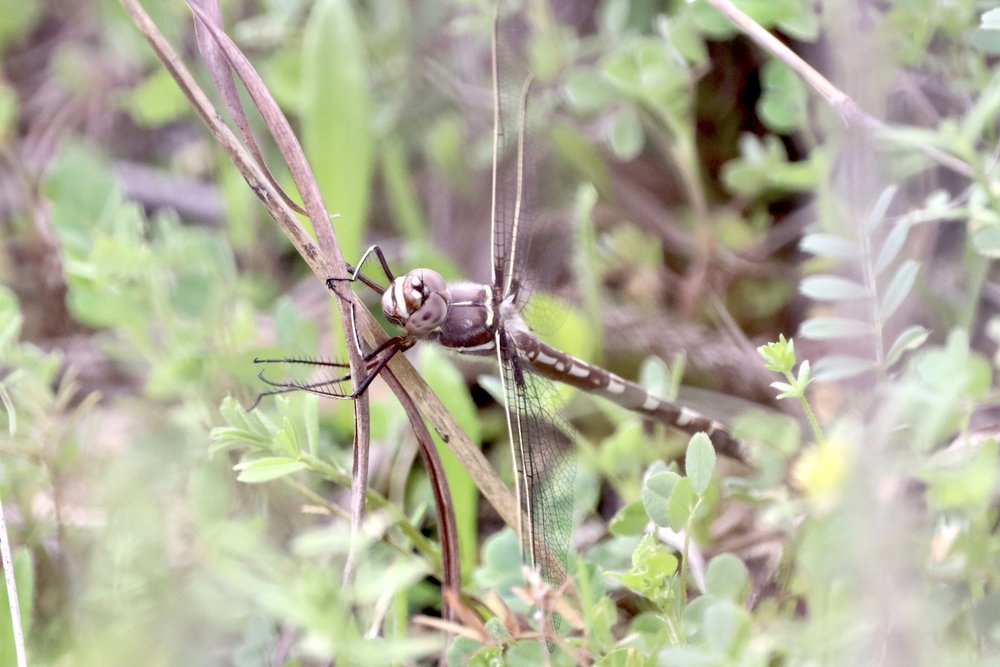   Stream Cruiser Dragonfly  ( Didymops transversa ). Photo by, sam_moore_ 