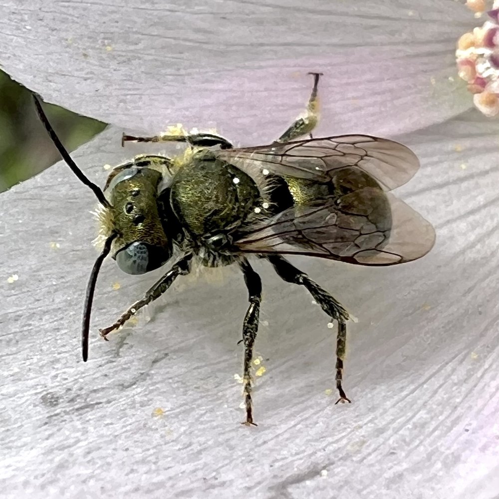   Sweat Bee  ( Lasioglossum gemmatum ) Photo by, sam_moore_ 