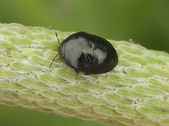   Black Big  ( Genus Galgupha ) 