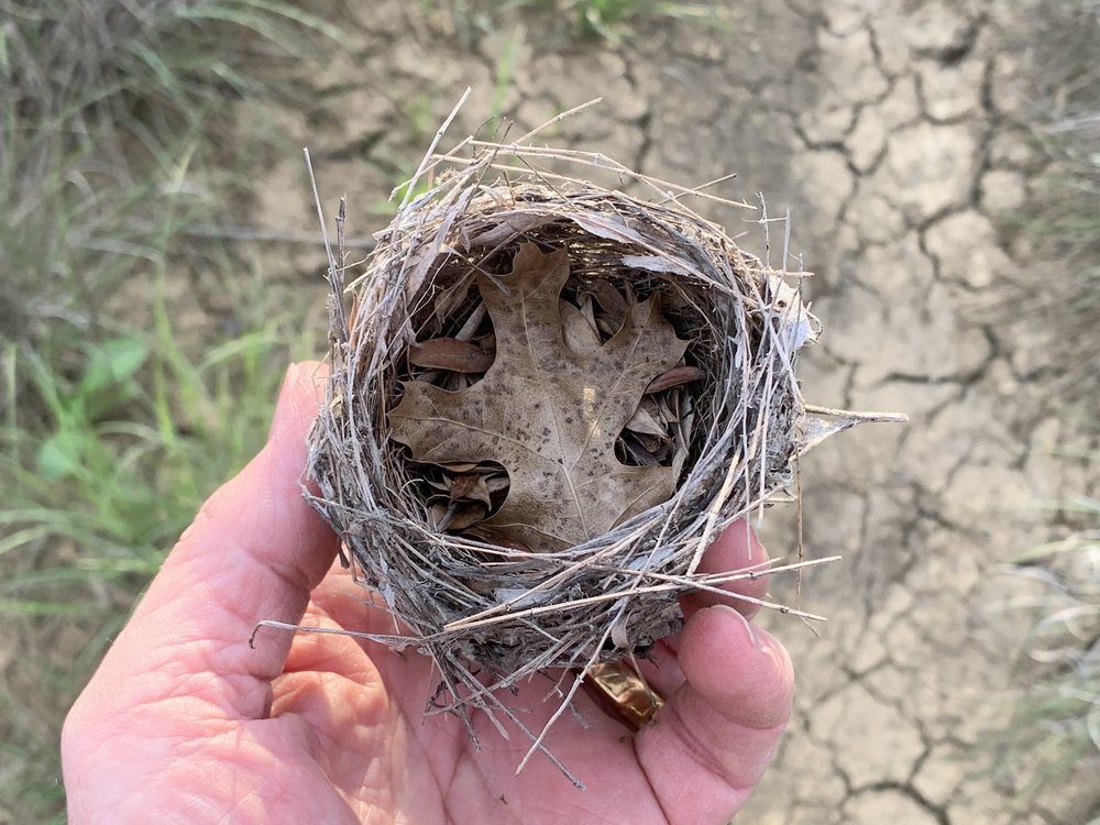 Bird nest.jpeg