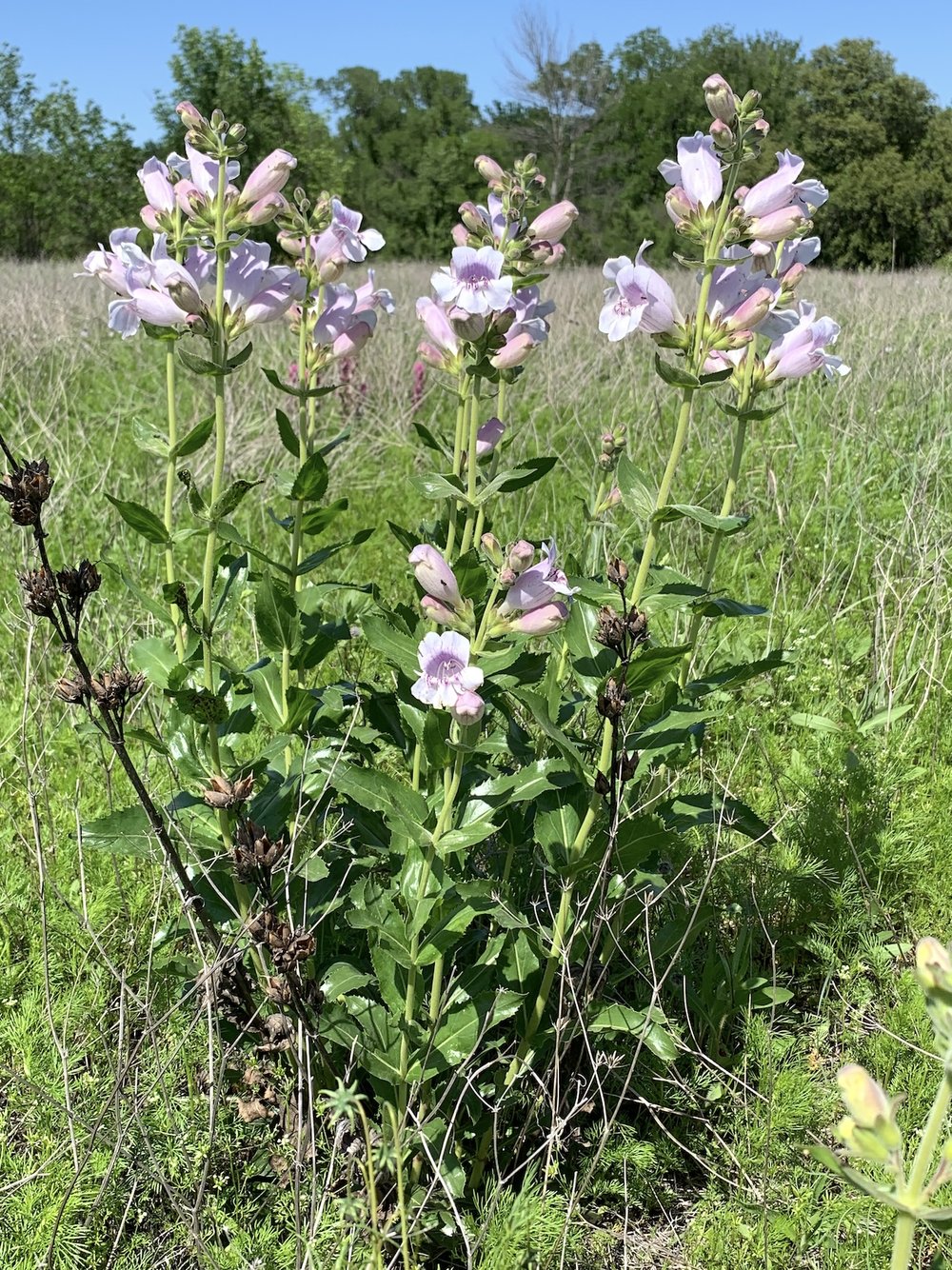   Cobaea Beardtongue  ( Penstemon cobaea ) 