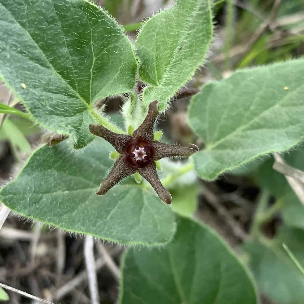   Star Milkvine  ( Matelea biflora ) 