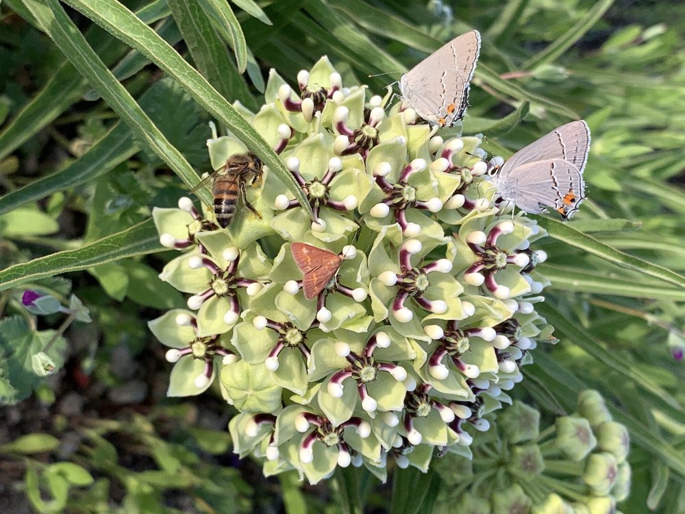 Gray Hairstreak & Southern Purple Mint Moth & Honeybee.jpeg