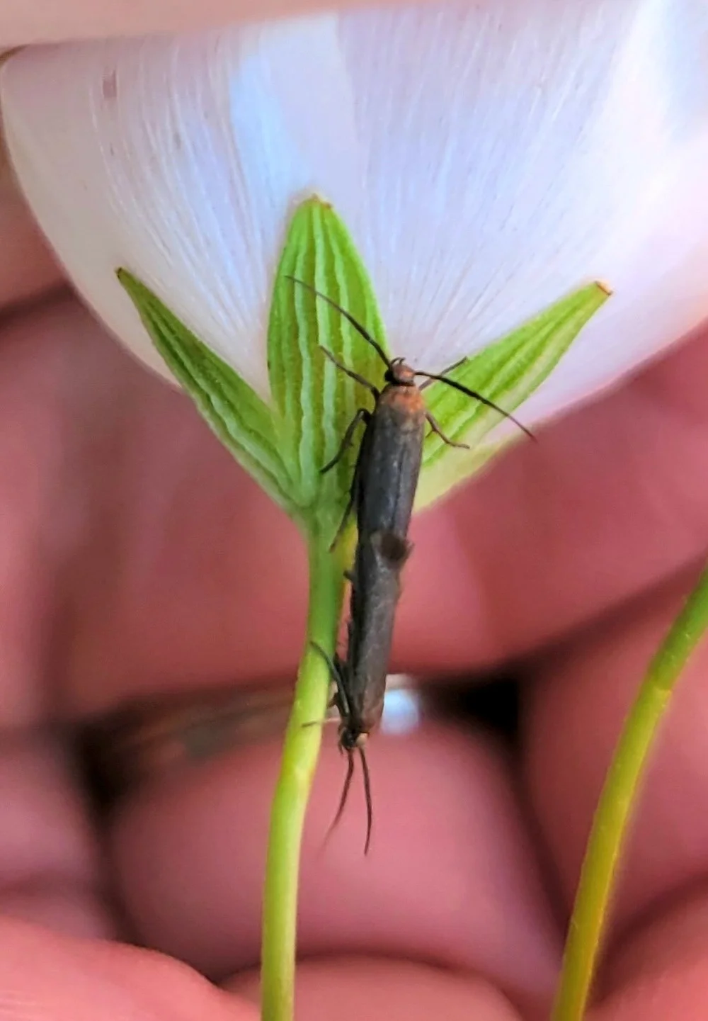   Clemens' False Skeletonizer  ( Acoloithus falsarius ). Photo by, Brentano 