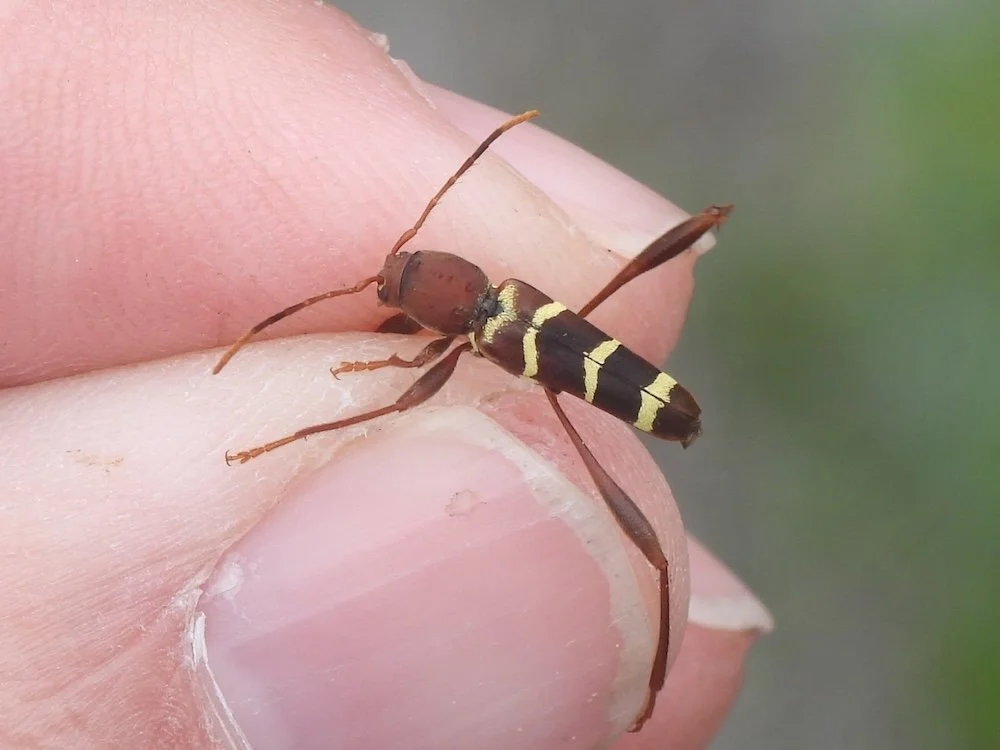   Red-headed Ash Borer  ( Neoclytus acuminatus ). Photo by,  Sam Kieschnick  