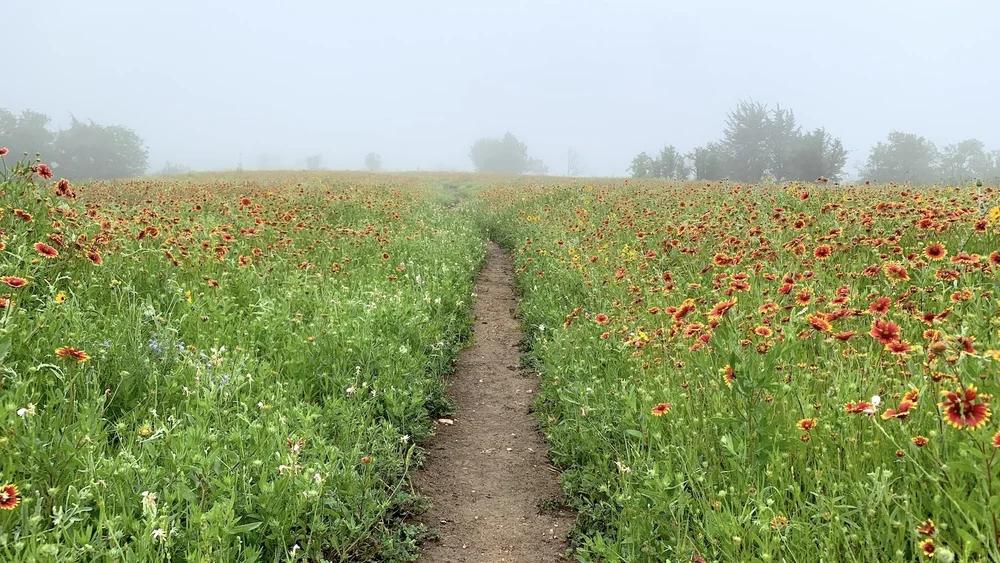  April 29th was a foggy day on the Iconic Meadow. 