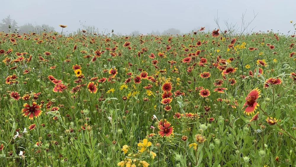  A foggy morning made the meadows look almost coastal. 